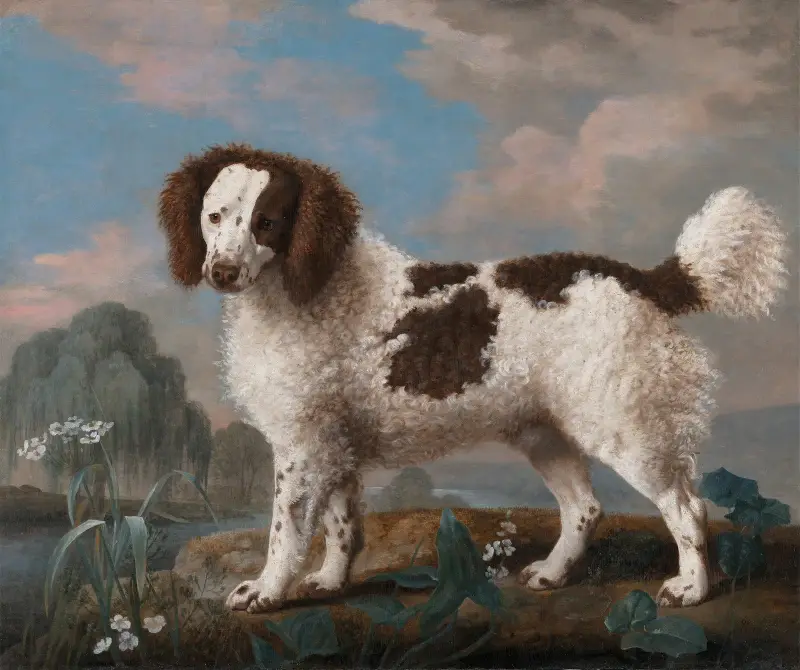 Brun och vit norfolk- eller vattenspaniel av George Stubbs