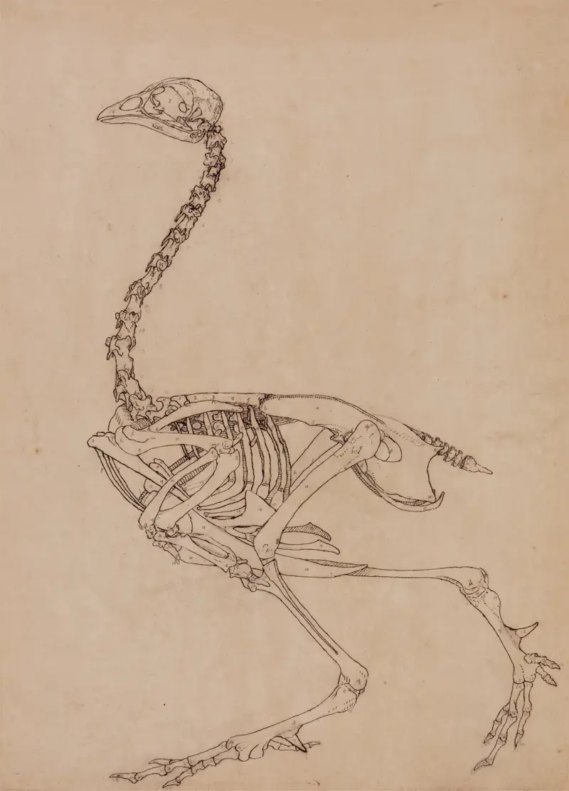 Szkielet ptaka, widok z boku, George Stubbs