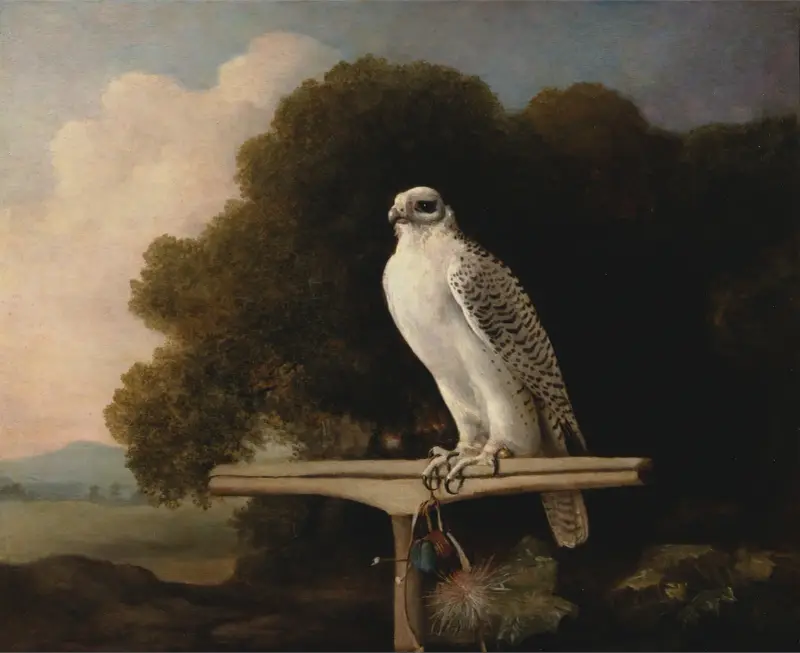 Grönländsk falk av George Stubbs