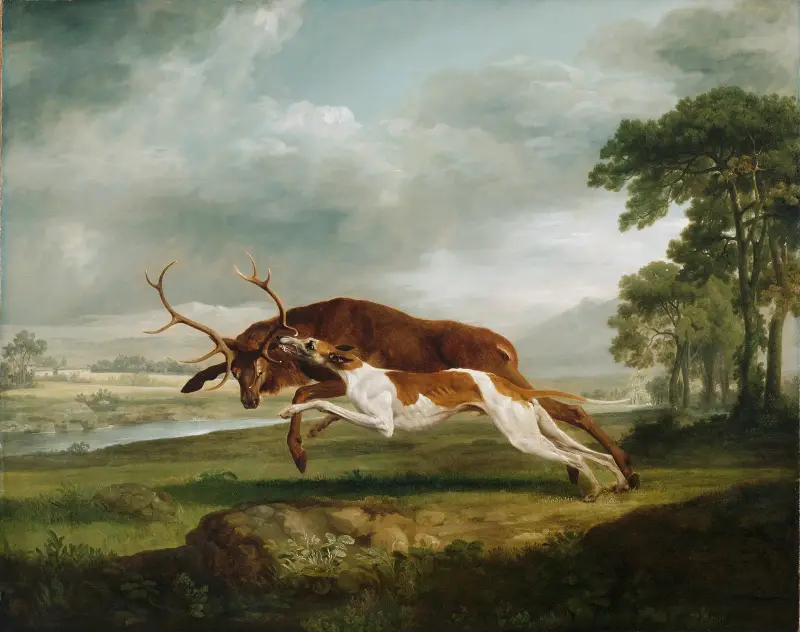 Ohař pronásledující jelena, George Stubbs