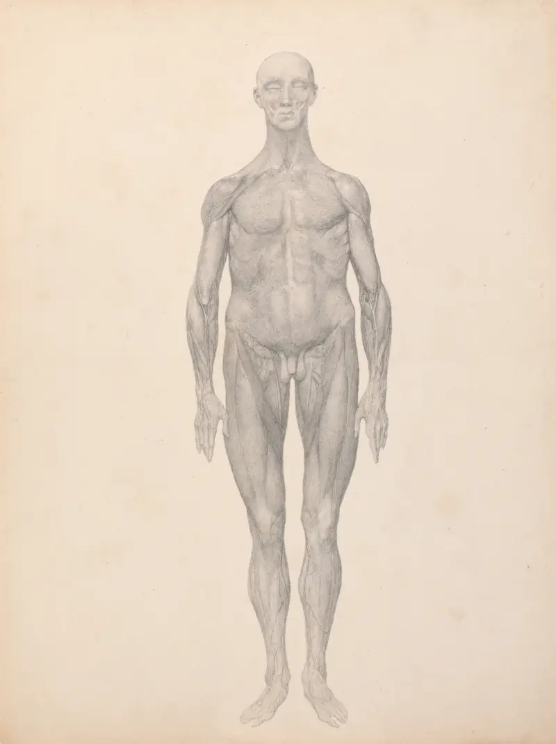 Human Figure, Anterior View, Skin and Underlying Fascial Layers Removed (1795 to 1806) av George Stubbs
