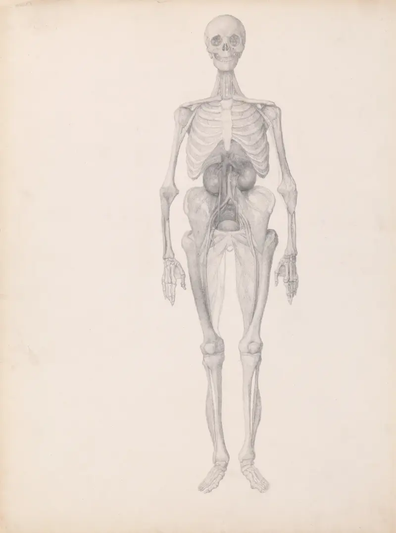 Human Figure, Anterior View (1795 to 1806) av George Stubbs