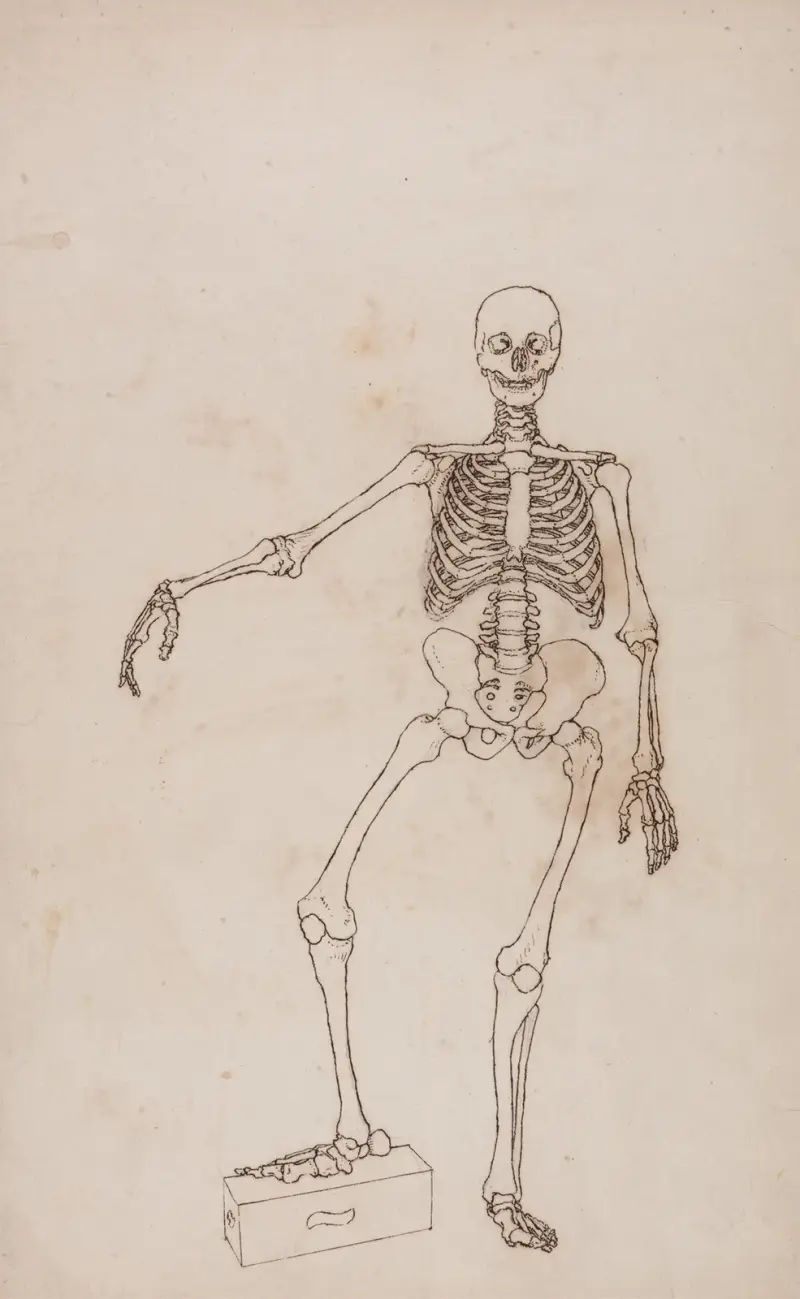 Szkielet człowieka, widok od przodu, George Stubbs