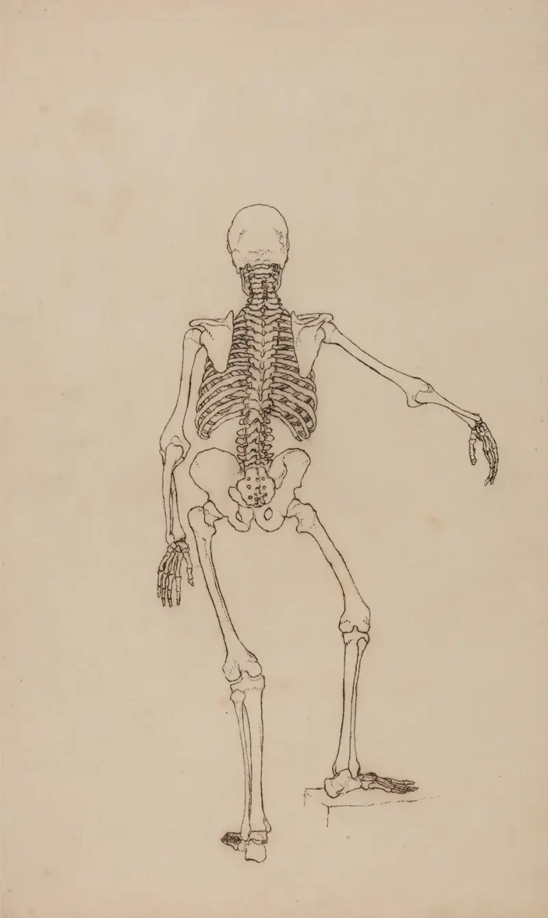 Människoskelett, vy bakifrån av George Stubbs