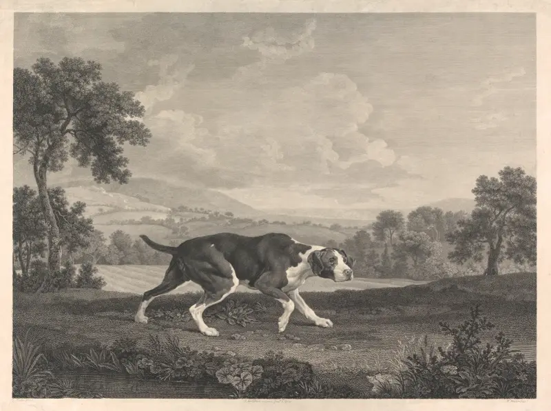 Španělský ohař, George Stubbs