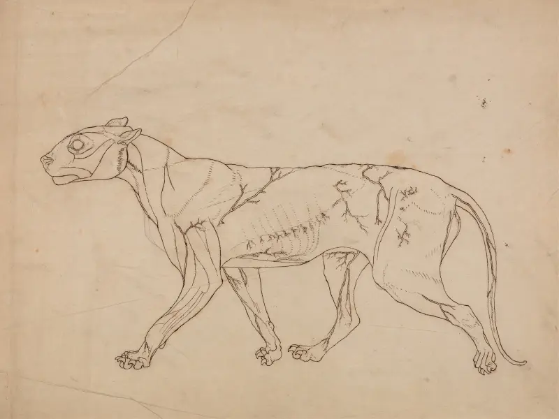 Tigerkörper, Seitenansicht, 1795 – Nr. 1 von George Stubbs