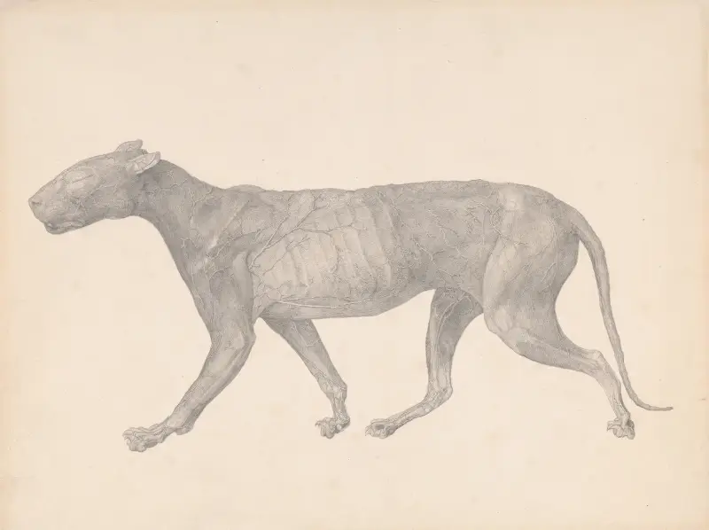 Tiger, Lateral View, with Skin and Tissue Removed av George Stubbs