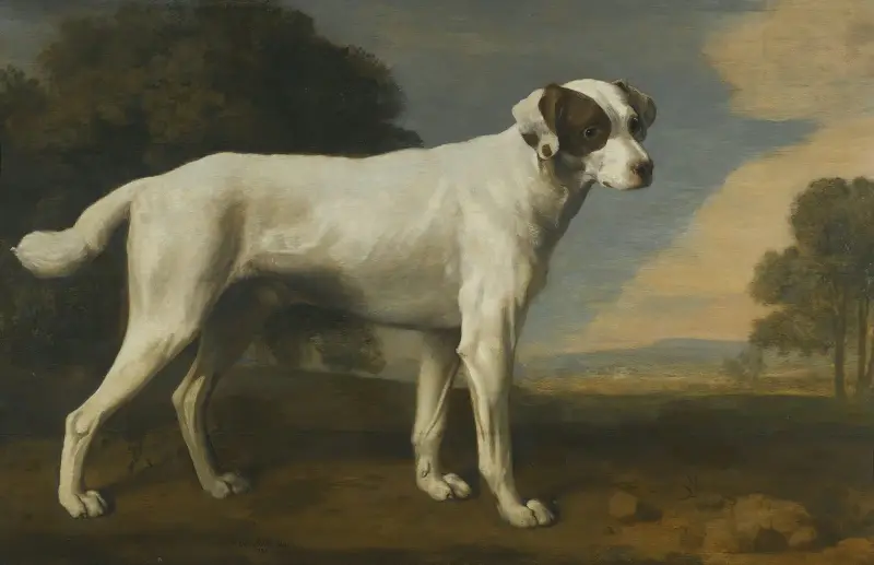 Viscount Gormanstons vita hund av George Stubbs