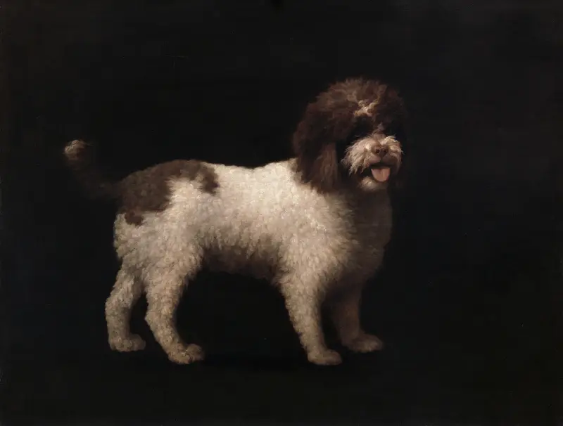 Water Spaniel av George Stubbs