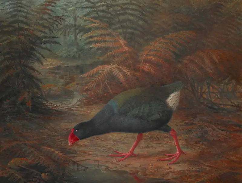 A moho takahe (Notornis mantelli) von John Gerrard Keulemans