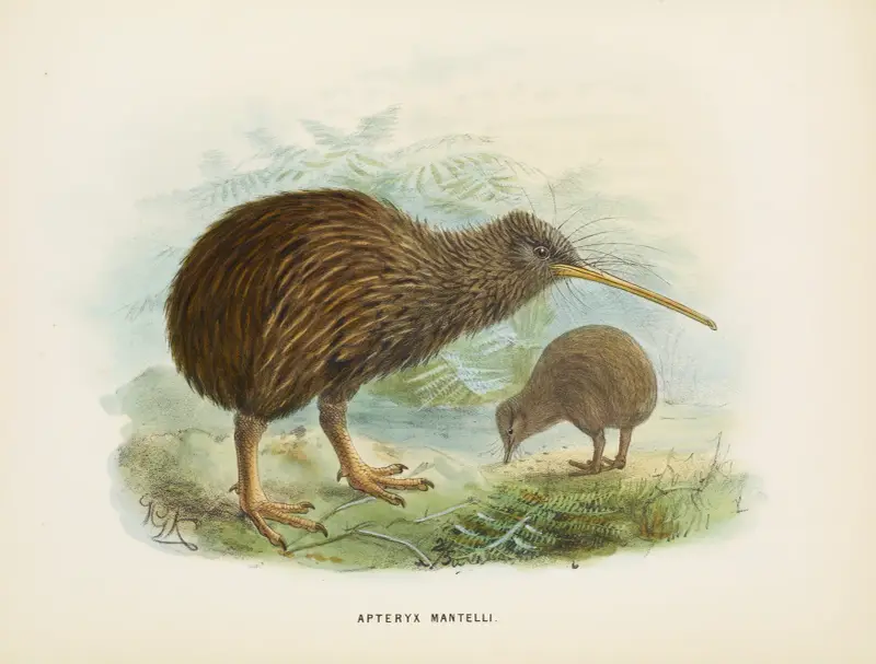 Apteryx mantellii av John Gerrard Keulemans