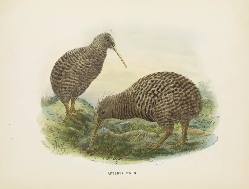 Apteryx oweni von John Gerrard Keulemans