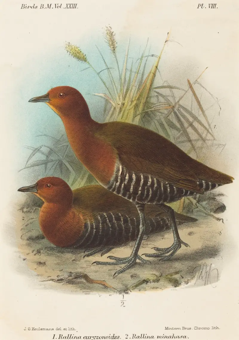 Fåglar från Filippinerna av John Gerrard Keulemans