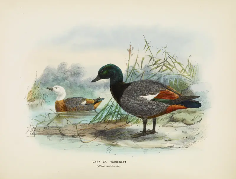 Casarca varigata (samec a samice), John Gerrard Keulemans