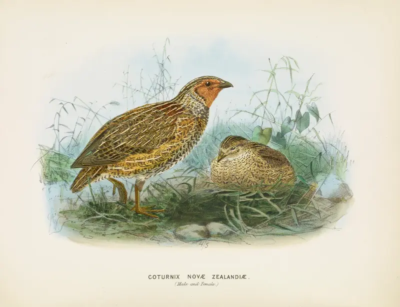Coturnix novae zealandiae (Male and Female) av John Gerrard Keulemans
