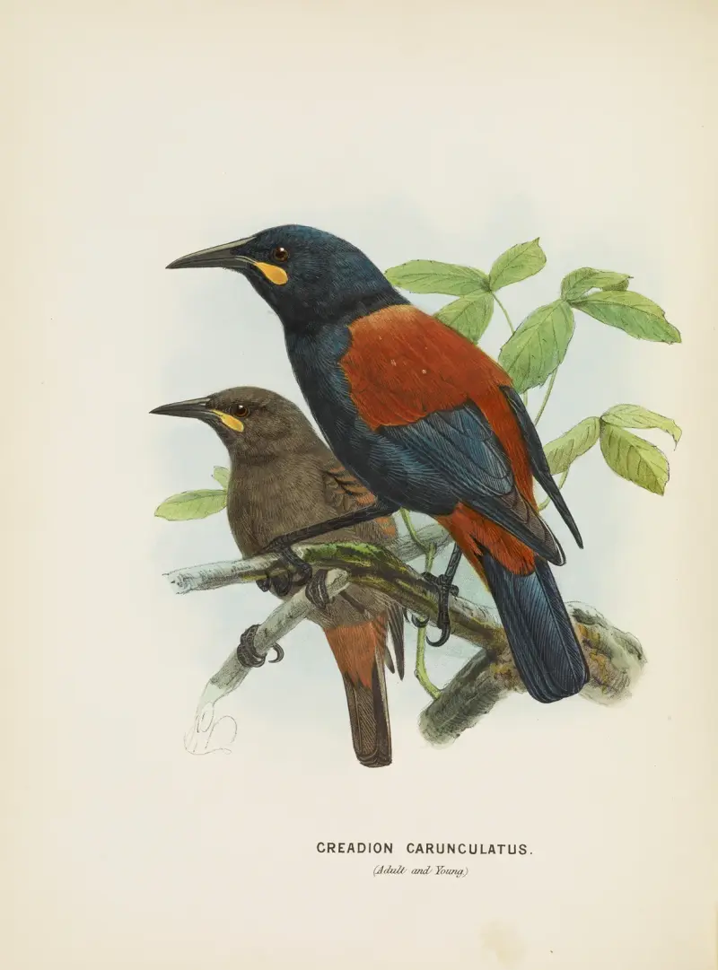 Creadion carnuculatus, John Gerrard Keulemans