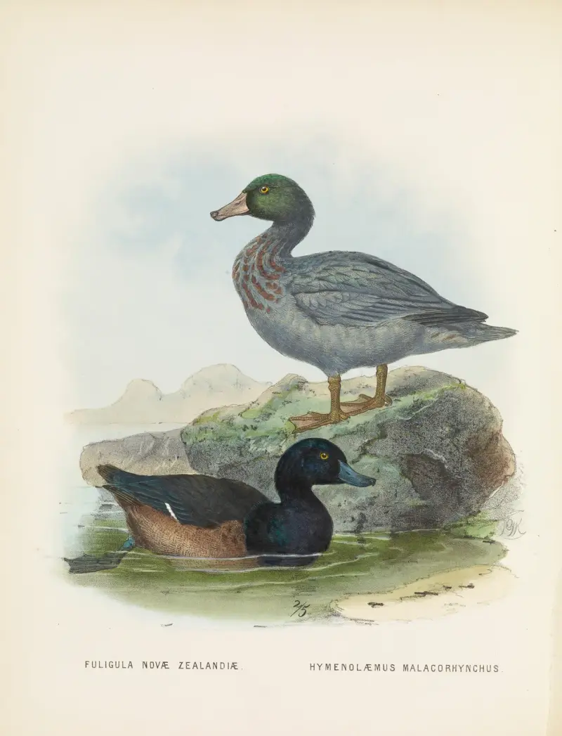 Fuligula novae zealandiae och Hymenolaemus malacorhynchus av John Gerrard Keulemans