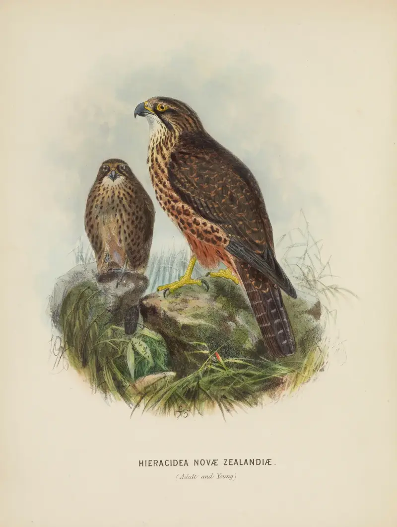 Hieracidea Novae Zealandiae (Adult and Young) av John Gerrard Keulemans