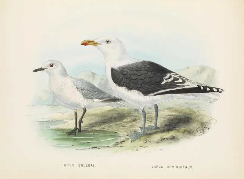 Larus bulleri and Larus dominicanus av John Gerrard Keulemans