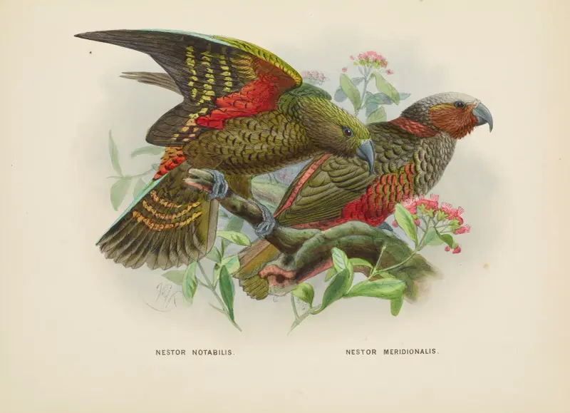Nestor notabilis and Nestor meridionalis av John Gerrard Keulemans