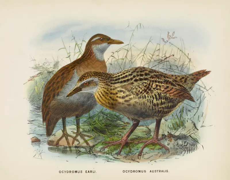 Ocydromus earli och Ocydromus australis av John Gerrard Keulemans