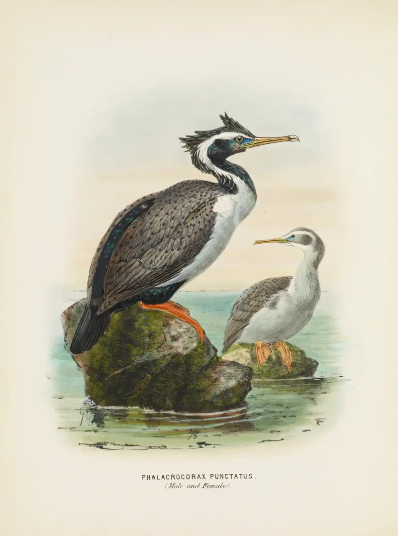 Phalacrocorax punctatus (samec a samice), John Gerrard Keulemans