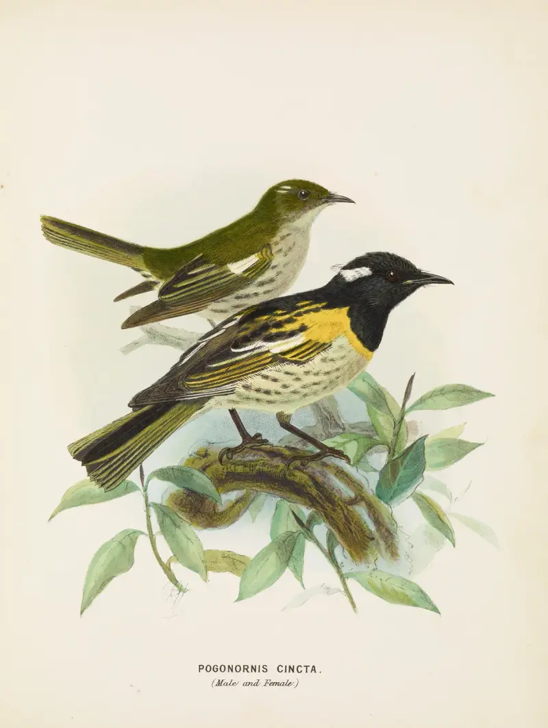 Pogonornis cincta (Männchen und Weibchen) von John Gerrard Keulemans