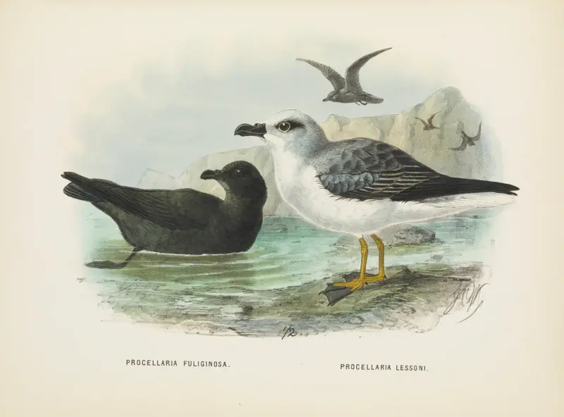 Procellaria fuliginosa and Procellaria lessoni av John Gerrard Keulemans