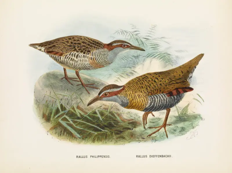 Rallus philipensis och Rallus dieffenbachii av John Gerrard Keulemans