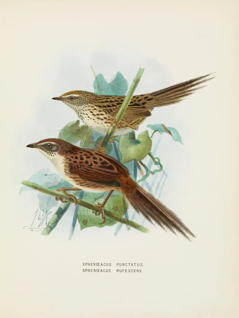 Spenoeacus punctatus und Spenoeacus rufescens von John Gerrard Keulemans
