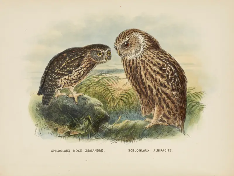 Spiloglaux Novae Zealandiae och Sceloglaux albifacies av John Gerrard Keulemans