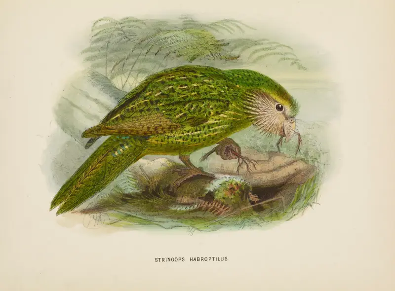 Stringops habroptilus, John Gerrard Keulemans