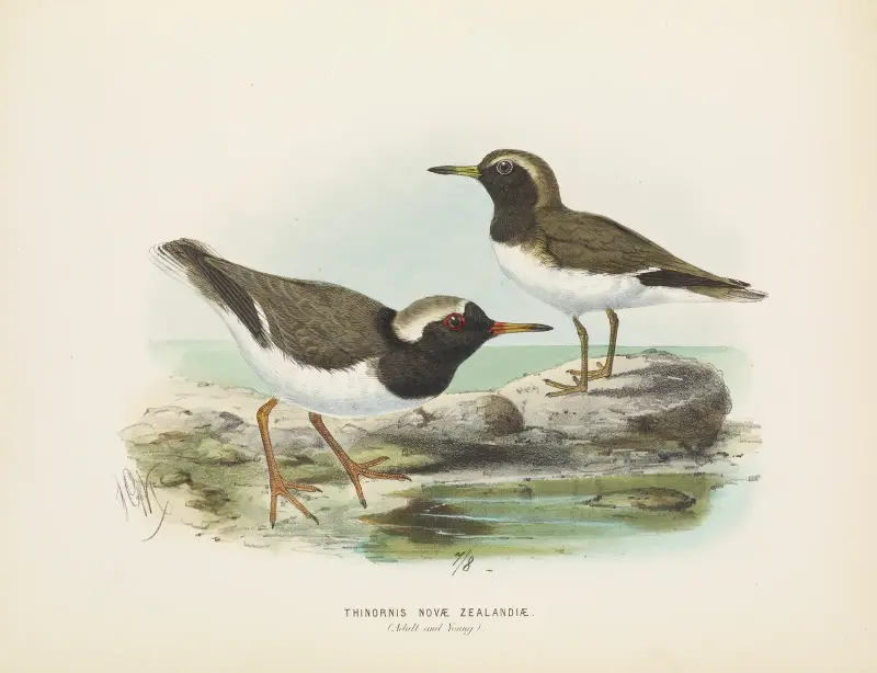 Thinornis nove zealandiae (Adult and Young) av John Gerrard Keulemans