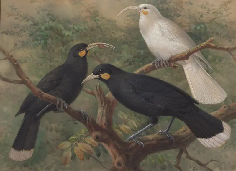 Trzy huie (Heteralocha acutirostris), John Gerrard Keulemans