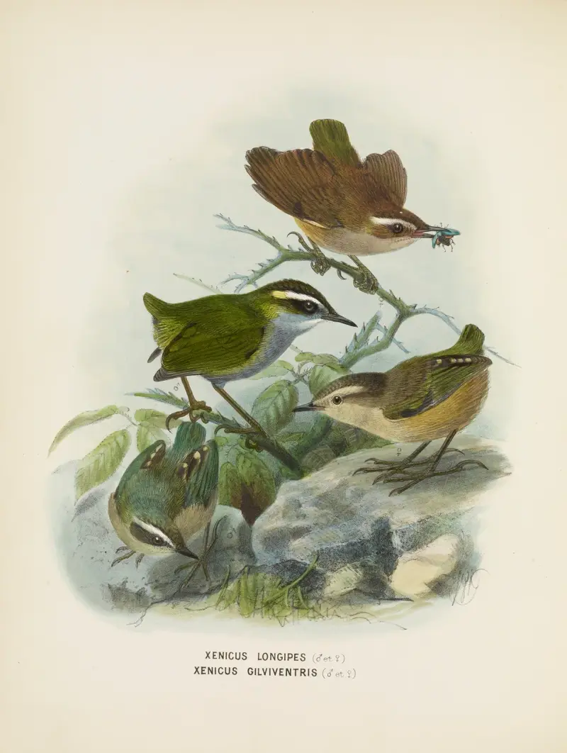 Xenicus longipes (Male and Female) and Xenicus gilviventris (Male and Female) av John Gerrard Keulemans