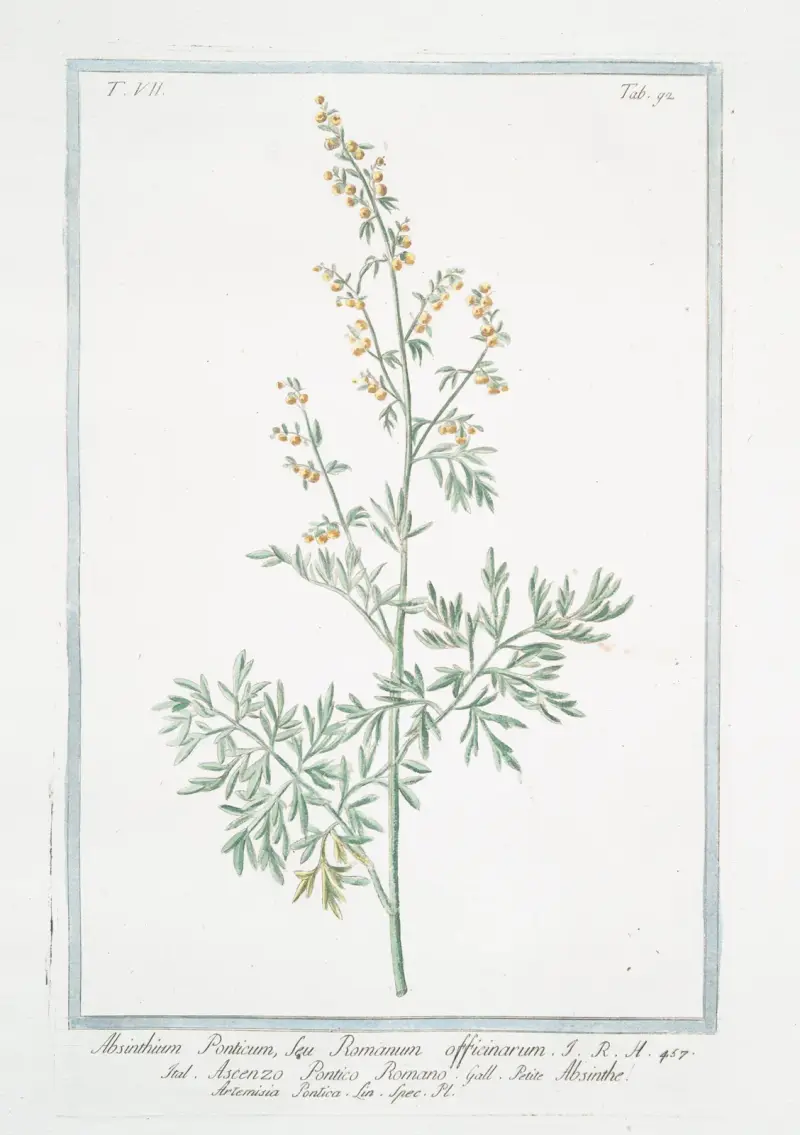 Absinthium Ponticum, seu Romanum officinarum – Ascenzo Pontico Romano – Absinthe Artemisia Pontica Lin. Spec. Pl. (Römischer Wermut) von Giorgio Bonelli