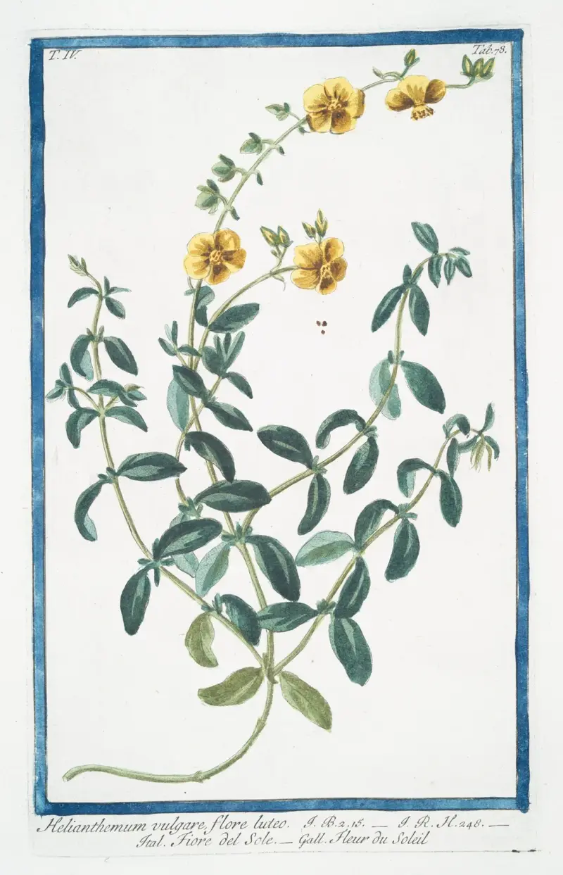 Helianthemum vulgare, flore luteo – Fiore del Sole – Fleur du Soleil. (Rock-rose) av Giorgio Bonelli