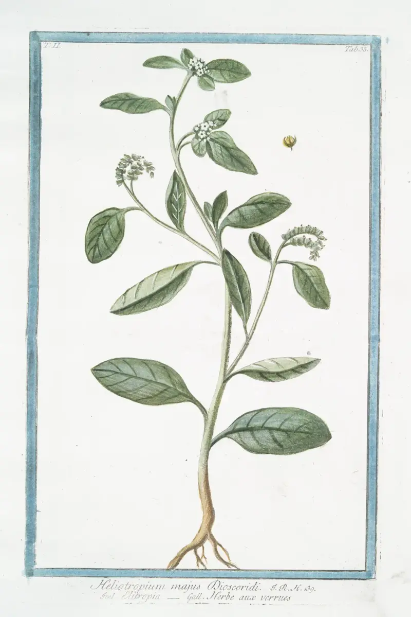 Heliotropium majus Discoridi – Elitropia – Herbe aux verrues. (Heliotrope, Cherry pie) av Giorgio Bonelli
