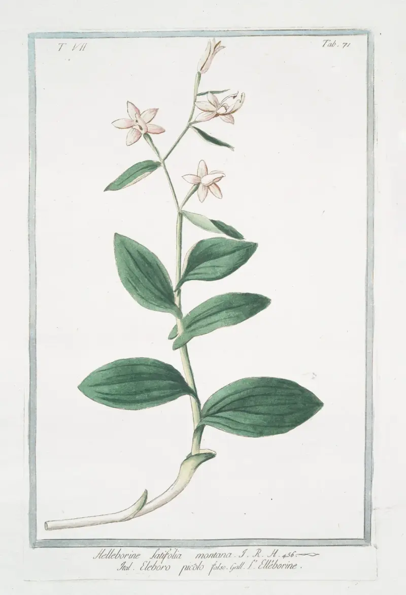 Helleborine , latifolia montana – eleboro picólo falso – L’ Elléborine av Giorgio Bonelli