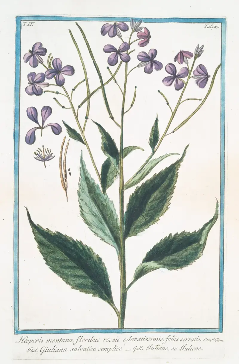 Hesperis montana, floribus roseis odoratissimis, foliis serratis – Giuliana salvatica semplice – Tutiane, ou Tuliene. (Sweet Rocket) av Giorgio Bonelli