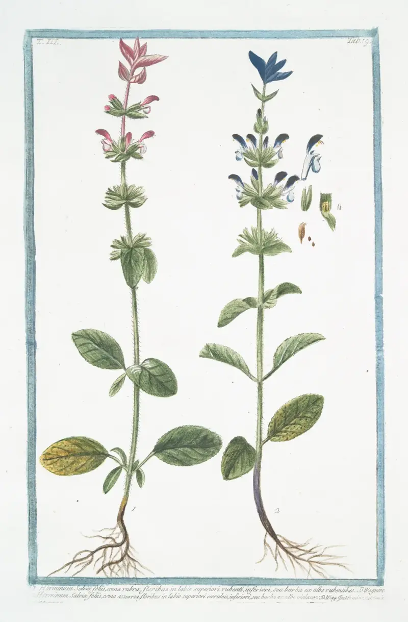 Horminum Salviæ foliis, coma rubra, floribus in labio superiori rubenti, inferiori, seu barba ex albo rubentibus … (Annual Sage) av Giorgio Bonelli