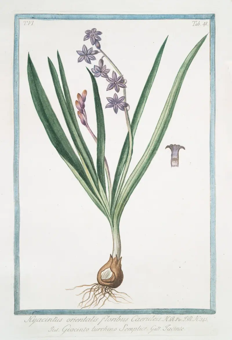 Hyacintus orientalis floribus Caeruleis – Giancinto turchino Semplice – Iacinthe. (Garden Hyacinth) av Giorgio Bonelli