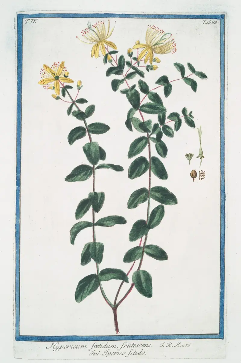 Hypericum foetidum, frutescens – Iperico fetido. (St. John’s-wort) av Giorgio Bonelli