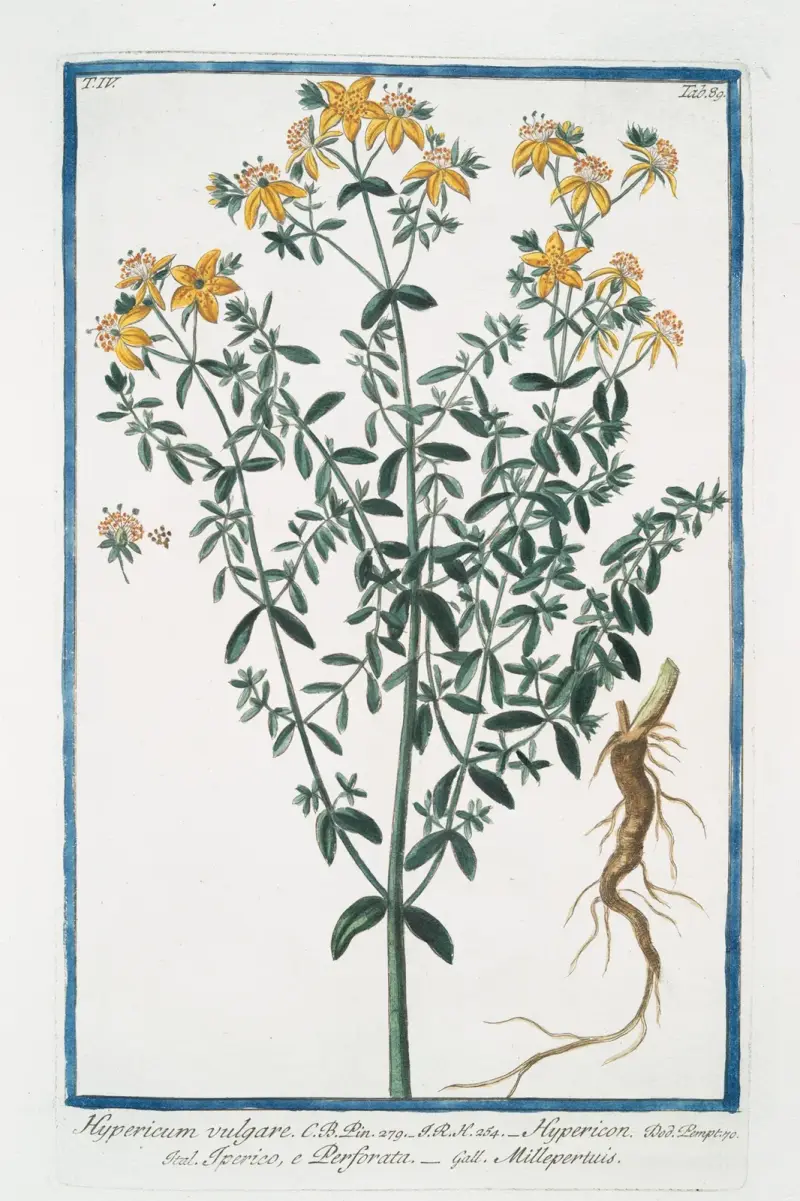 Hypericum vulgare – Johannesört, Giorgio Bonelli