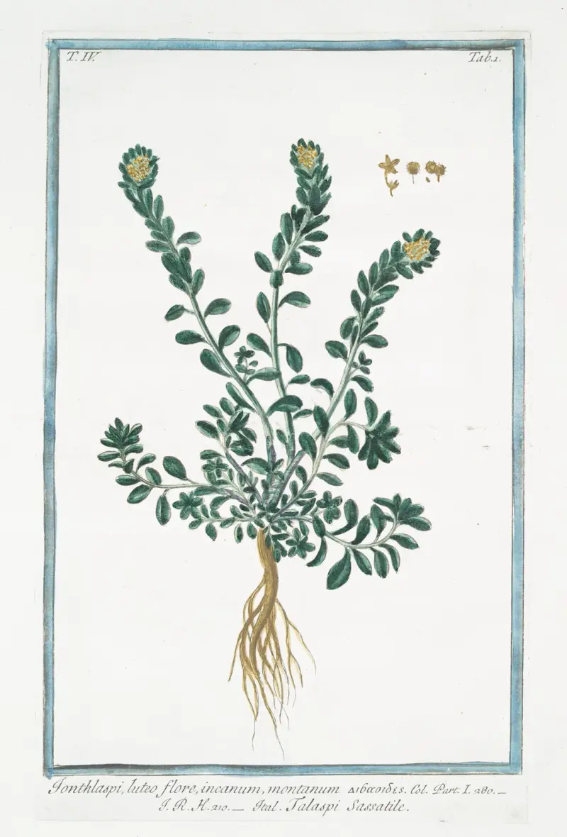 Ionthlaspi, luteo flore, incanum, montanum – Talaspi Sassatile. (Alpine pennycress) av Giorgio Bonelli