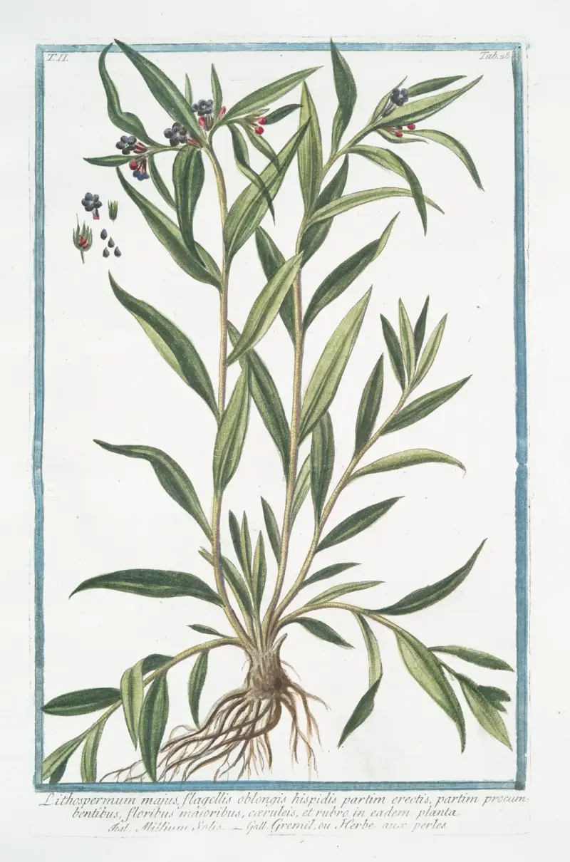 Lithospermum majus, flagellis oblongis hispidis partim erectis, partim procumbentibus, floribus majoribus, cæruleis, en eadem palnta – Millium Solis – Gremil, ou Herbe aux perles. (Puccoon) av Giorgio Bonelli