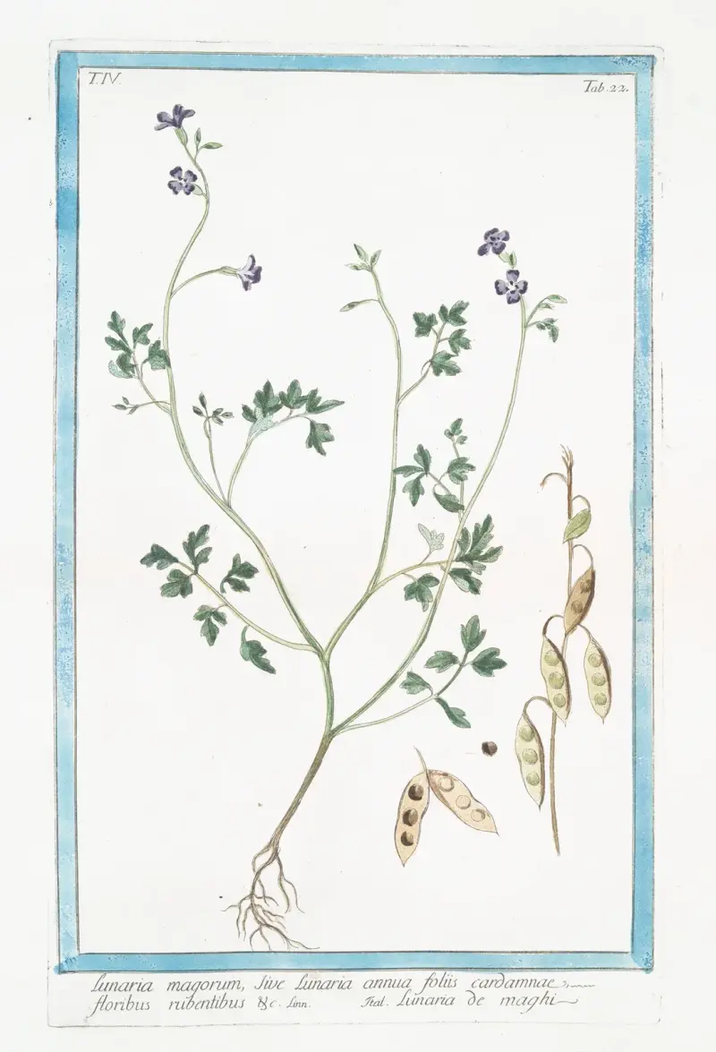 Lunaria magorum, sive Lunaria annua floliis cardamnae, floribus rubentibus &c – Lunaria de maghi (Annual honesty, Silver dollar) av Giorgio Bonelli