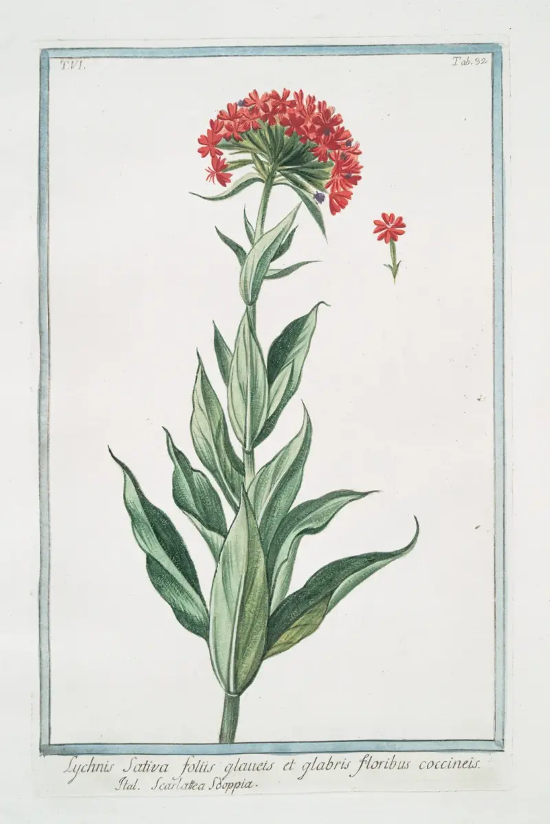 Lychnis sativa, foliis glauets et glabris, floribus coccineis – Scarlattea Sooppia. (Scharlachrote Lichtnelke) von Giorgio Bonelli