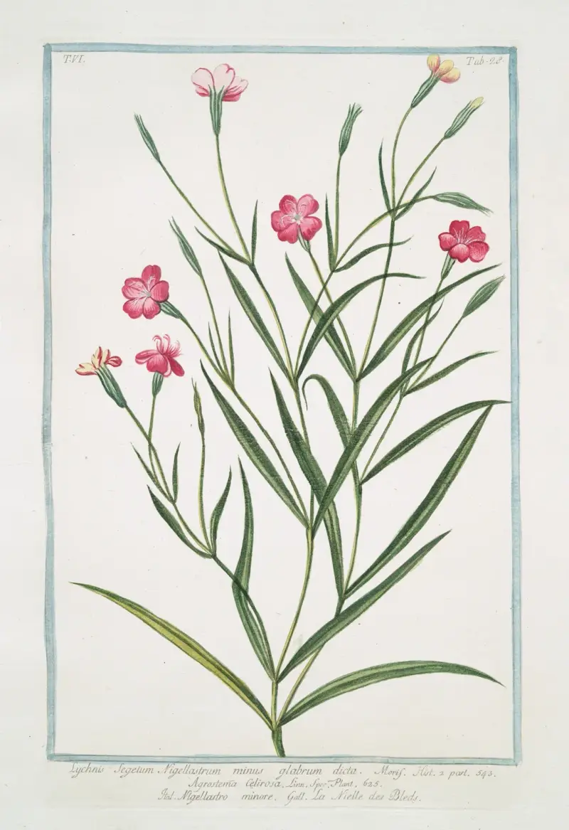 Lychnis Segetum Nigellastrum minus glabrum dicta. – Agrostema Celirosa – Nigellastro minore – La Nielle des Bleds. (Black catchfly) av Giorgio Bonelli