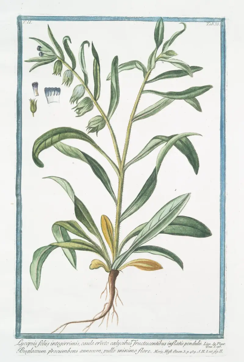 Lycopsis foliis integerrimis, caule erecto calycibus fructescentibus inflatis pendulis – Buglossum procumbens annuum, pullo minimo flore. (Bugloss) von Giorgio Bonelli
